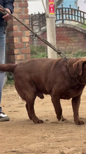 Chocolate Labra: The Perfect Companion