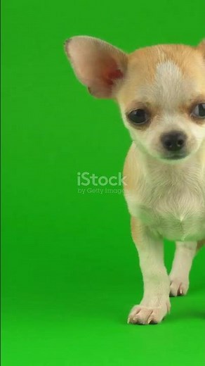 ✨Como✨ Educar a tu Chihuahua
