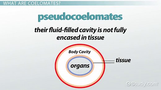 Platyhelminthes: Body Cavity & Movement