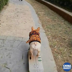 #OneMoment What a #skateboard master! #OhMyDog #dog #puppy | China Daily