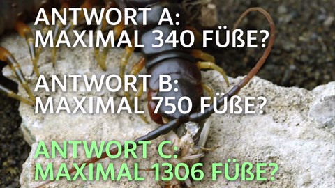 Rätsel: 100, 500 oder 1000? Wieviele Beine hat eigentlich ein Tausendfüssler?