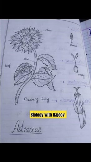 Asteraceae|plants family botany class 9, 11 biology 💐🥀🌼🌺☘️
