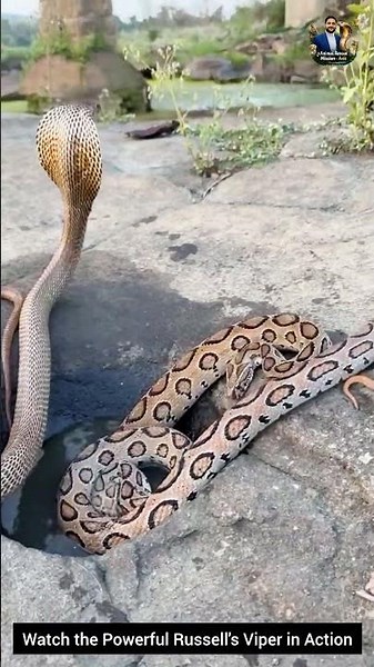 Watch the Powerful Russell's Viper in Action #snake #wildliferescue #wildlifeentertainment #wildlife