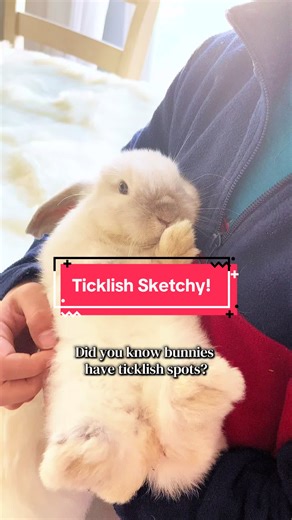 Morning tickles! Nah it’s just a soft scratch to Sketchy! We tested the belly and neck and it’s not his ticklish spots! To be continued! #bunnies #rabbitsoftiktok #foryourpage #animalbehavior #bunny