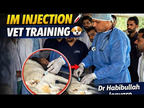 IM Injection in Dog 💉 | Live Veterinary Training by Dr Habibullah Janyaro