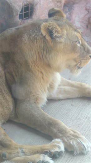 やっぱり近くで見ると迫力があるライオンのメス 20260324天王寺動物園
