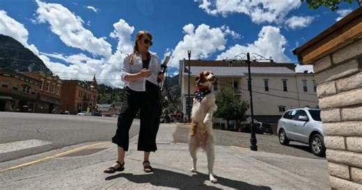 The Uplift: An adaptable dog