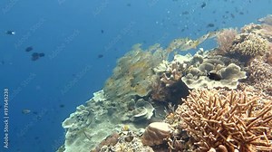 School of Bluestripe snapper fish, bluestripe sea perch or blue-line snapper ( Lutjanus kasmira) and friends upon corals of Kri, Raja Ampat