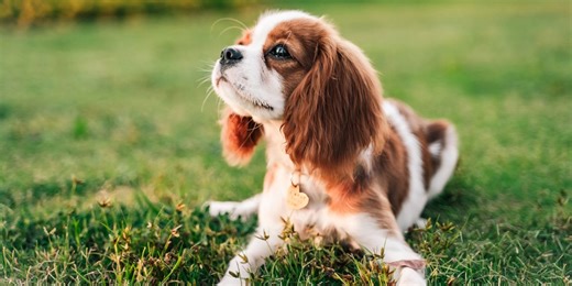 10 best dog breeds for companionship