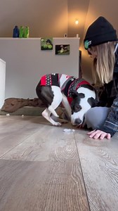 281K views · 10K reactions | Luna is 6 1/2 years old, dog friendly,...