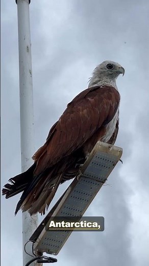 The Osprey: A Specialized Fish Hunter | 4K Wildlife