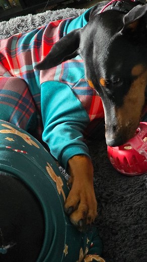 This week’s favorite find 🎄🐾 The Candy Cane Pupsicle from @mywoof is officially the cutest enrichment toy of the season: festive, refillable, and Dobergoat approved. Perfect for early gifting or cozy enrichment days! Shop it on Woof’s site using our link in bio💕 #WhatWereLovingThisWeek #WoofPupsicle #DogMomLife #DobergoatsApproved #HolidayDogs #DogEnrichment #DogGiftIdeas #WoofPets #woofearlygifting | Dobergoats - Cash & Kaia