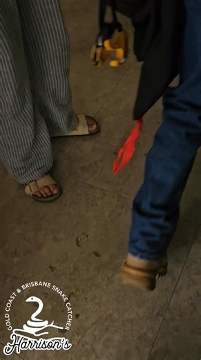 3.9K views · 96 reactions | 1st common tree snake in tamborine | Harrison's Gold Coast and Brisbane Snake Catcher | Facebook