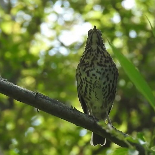 🔊 SOUND ON: This bird song is pure magic! ✨🌳