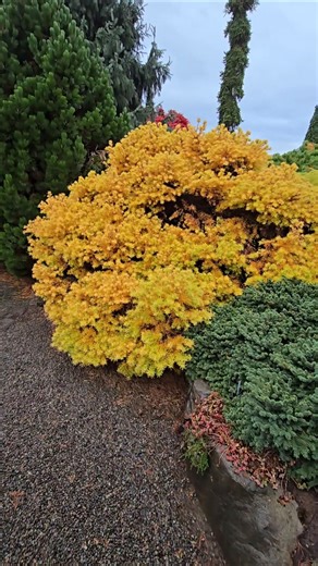 Romberg Park Dahurian Larch #gardening #conifers #design #landscaping #gardendesign