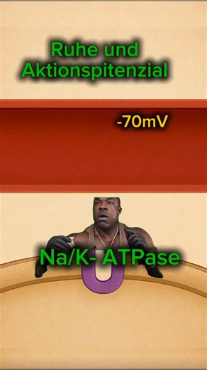 Dzmitry Karnialiuk on Instagram: "Was sind Ruhepotential und Aktionspotential 🔷 Ruhepotential – das stabile negative Membranpotential einer Nervenzelle, etwa −70 mV. Es wird durch die Natrium-Kalium-ATPase aufrechterhalten: Sie pumpt 3 Na⁺ nach außen und 2 K⁺ nach innen und erzeugt dadurch eine konstante Ladungsdifferenz zwischen Innen- und Außenseite der Zellmembran. 🔷 In Ruhe ist die Membran für Kalium durchlässiger. K⁺ diffundiert teilweise nach außen, negativ geladene Proteine bleiben inne