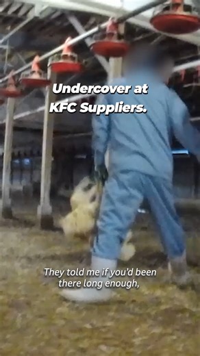 This is KFC ‘s real secret recipe💔 Hidden footage from their supplier shows chickens stomped, kicked, and put through absolute HELL while still alive so they can be sold as fast food. If this makes your stomach turn, go vegan. | PETA (People for the Ethical Treatment of Animals)