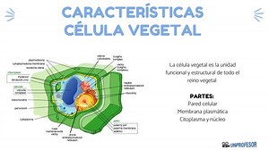 CARACTERÍSTICAS de la célula vegetal y sus funciones - [con VÍDEOS]