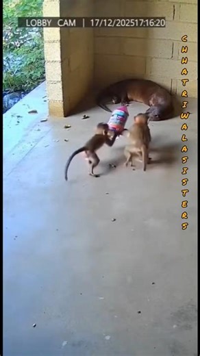 CCTV Footage: Baby Monkey’s Firework Prank Sparks Otter Chase