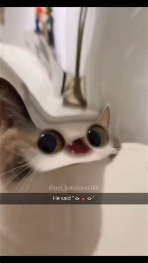 CATS being CATS - Catpilation 1 :) #shorts