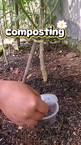 27K views · 198 reactions | DIY compost soil #gardeningtips #gardening #fblifestyle #compost #fypシ #viralvideoシ #sustainableliving #ecofriendly #vegetarian #trendingnow #ArtisticExpressions #foryoupageシ | Canaan All in One Fertilizer Original Direct Supplier | Facebook