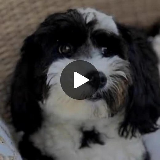 Fly High Rose🕊#edits#cool#fgteev#death#rose#oreo#dogs#rip#flash#blackandwhite