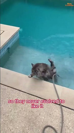 Why Cats Hate Water 😹 The Real Reason Behind It!