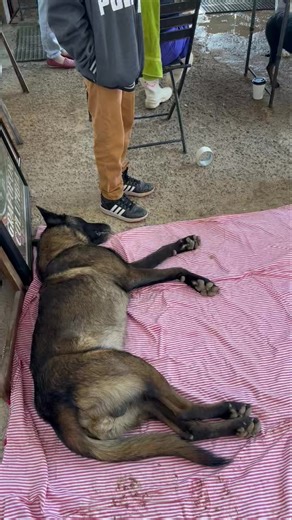 Last clinic of the year! 🧡 We are able to cover free spay and neuters for the families that can’t afford it thanks to your donations! Today we are helping more than 20 families. If you want to help sponsor one of these pets you can do it through PayPal at info@losadoptables.org | Los Adoptables A.C.