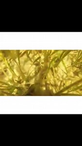 1.8K views · 19 reactions | Ever see a scallop swim? They use jet propulsion. The 2023 Scallop Season is fast approaching—spanning August 16th—September 24th for St. Joseph Bay off of 30E Cape San Blas, FL. Will you be scalloping in Gulf County this year? ⁦‪MyFWC Florida Fish and Wildlife | Cone Heads 8020 | Facebook