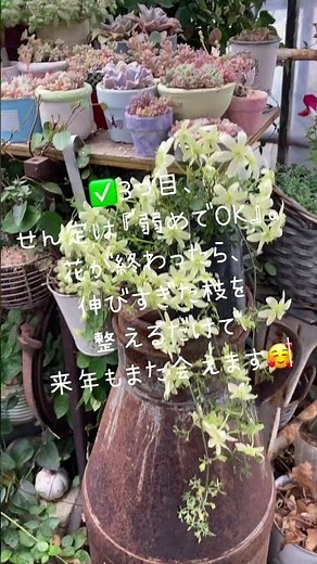 Hamamatsu Miyazaki Farm - Clematis petriei: Growing Instructions (April 11, 2026)