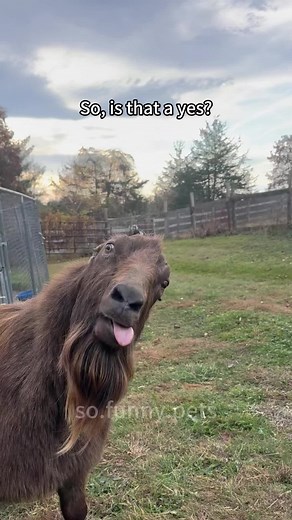 Friendly Goat Interactions that Will Make You Smile