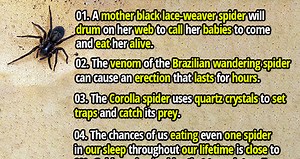 35 Weird and Interesting Facts about Spiders - Fact Republic