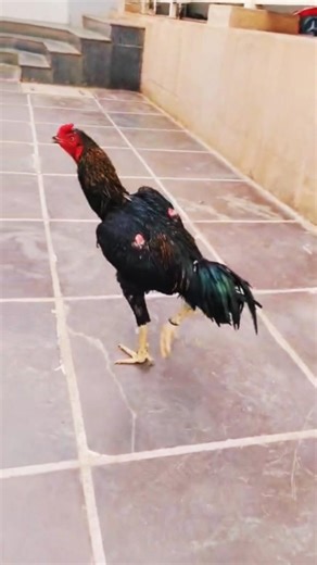 🐓Kala Java,🐓,, asil han 🐔,,,#aseelmurga ,,,#shortvideo ,,👿