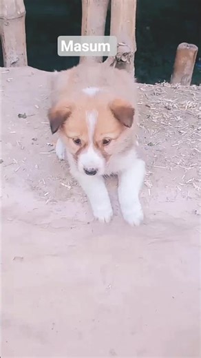 #short#viralyt studio, yt studio app, yt studio tips, yt studio kaise, what is yt studio, yt studio