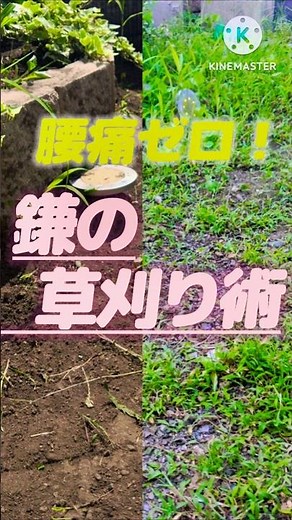 【腰痛ゼロ】真夏の草刈りを激変させる鎌の使い方4選！【酷暑対策】#草刈り#鎌 #ガーデニング #diy #熱中症対策 #園芸 #夏