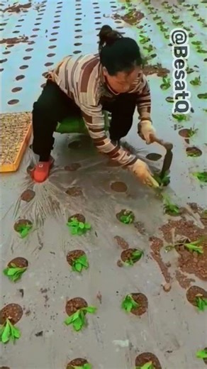 organic farming tips #shorts