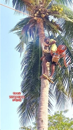tree#coconut #skills #treecutting #work#vairal#