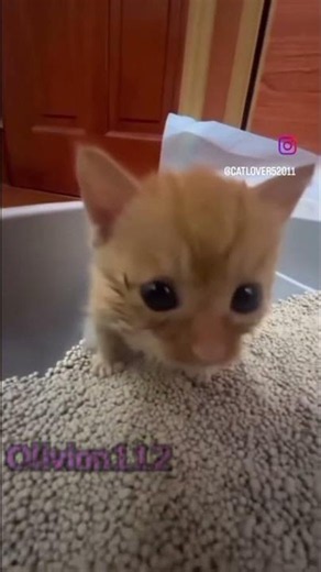 Kitty with Half life sounds #halflife #cat #goldsrc