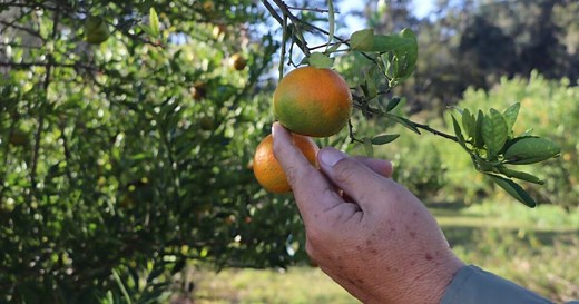 The 20-year fight against citrus greening in Florida has farmers and researchers exhausted