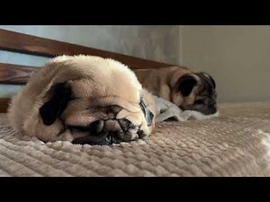 Pug snoring - relaxing sounds 🎶 ASMR