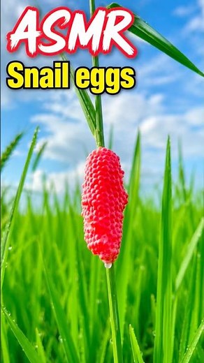 Satisfying Apple Snail Egg Crush ASMR! 🥚🎧#short #asmr