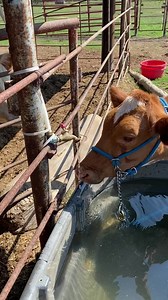 I think Jewel is spoiled. #guernsey #calf #livingtheirbestlife #milkcow #dairycows #farmlife #farmlifeisthebestlife | Jennifer Lingefelt