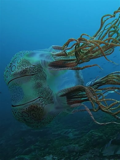 Top jellyfish encounters 🪼 Celebrating #WorldJellyfishDay with some of the most spectacular creatures on our planet. 5️⃣ Dorian Borcherds 4️⃣ Jolene Fargo 3️⃣ Praveen Bk 2️⃣ Glorianne Sciberras 1️⃣ Nairika Bharucha Shop GoPro for Scuba freediving 👉 GoPro.com/Dive | GoPro