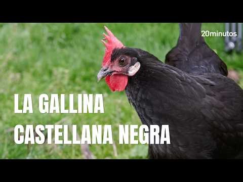 MISSION: Save the Black Castilian Hen