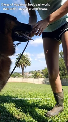 #gsd #2025 #obedience #nojumping #gsdoftiktok #germanshepherd #k9training #obedience