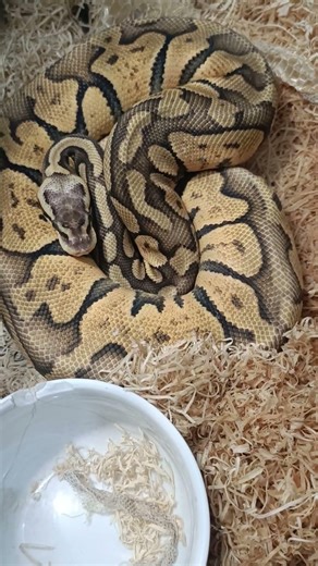 Superfly Orange Dream Chocolate Fresh Shed — Colors Popping! ✨🐍