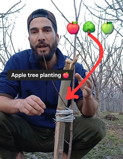 1.1M views · 12K reactions | How to properly plant an apple tree  | Mimic World 2 | Facebook