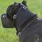 fordogtrainers.com - M55##1073 Cane Corso Leather Muzzle