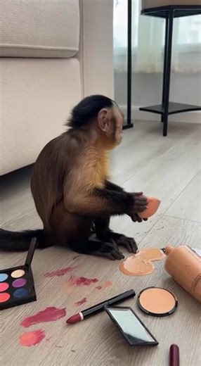 #monkey #makeup #pet