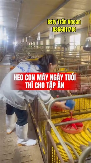 Heo con mấy ngày tuổi thì nên cho tập ăn? #bstyngoantran #chănnuôilợn #lợnnai #channuoi #trangtrai #reels #lợnnái Ngô Văn Đảng HN Dương Ngô Thùy Ngoan Tran | Trần Ngoan